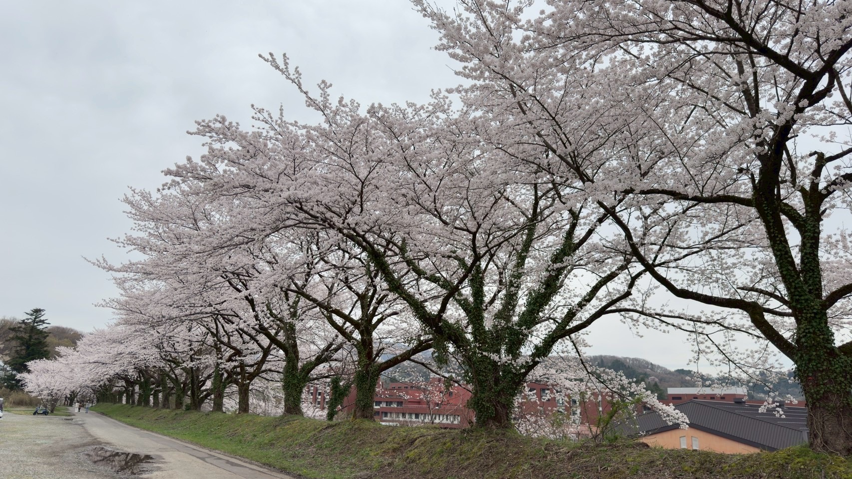 写真1の説明